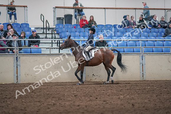 2019 Morgan Horse Show - Aug 31, 2019 - 19545