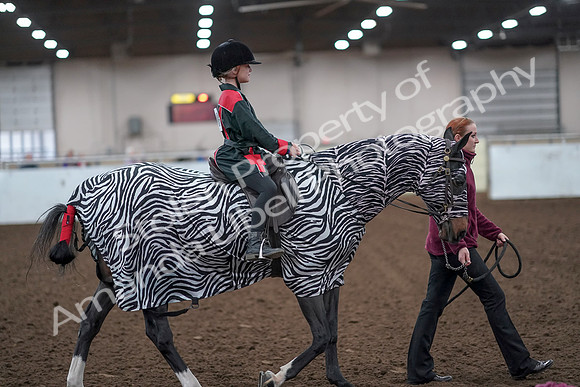 2019 Morgan Horse Show - Aug 31, 2019 - 10026