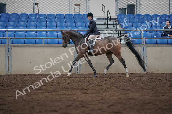 2019 Morgan Horse Show - Sept 01, 2019 - 08515