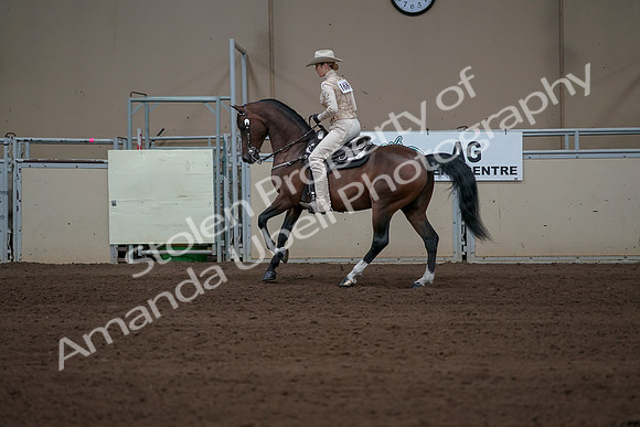 2019 Morgan Horse Show - Sept 01, 2019 - 06971