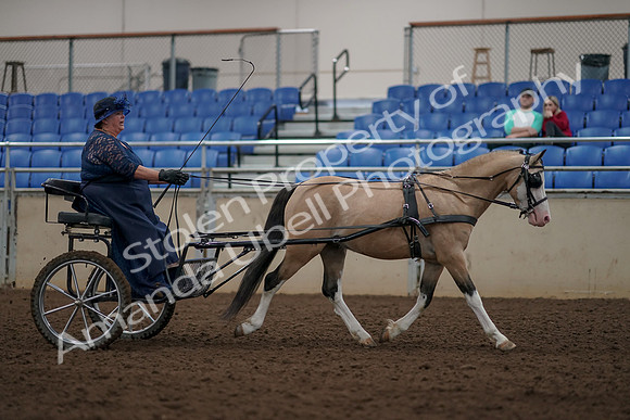 2019 Morgan Horse Show - Aug 31, 2019 - 04488