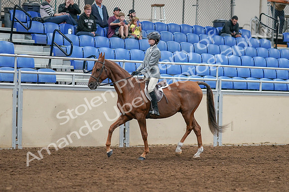 2020 - AB Morgan Horse - Sat, Sept 05 - 02605