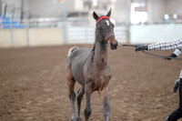 2019 Morgan Horse Show - Aug 31, 2019 - 00069