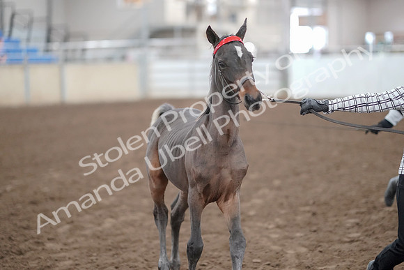 2019 Morgan Horse Show - Aug 31, 2019 - 00069