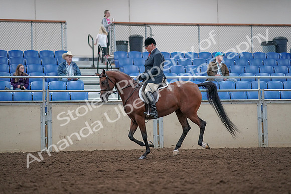 2019 Morgan Horse Show - Aug 31, 2019 - 15060