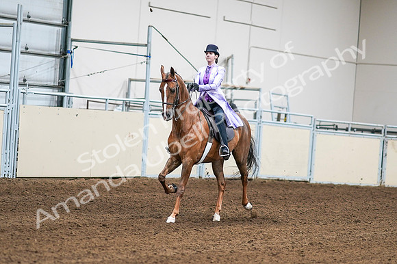 2020 - AB Morgan Horse - Fri, Sept 04 - 04995
