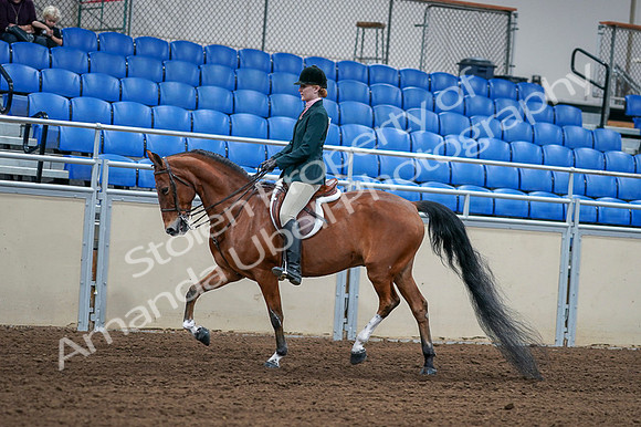 2020 - AB Morgan Horse - Fri, Sept 04 - 01554