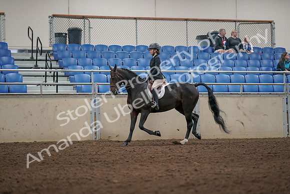 2019 Morgan Horse Show - Aug 31, 2019 - 04952