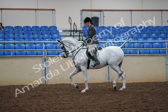 2019 Morgan Horse Show - Aug 30, 2019 - 17372