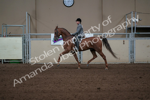 2019 Morgan Horse Show - Sept 01, 2019 - 12214