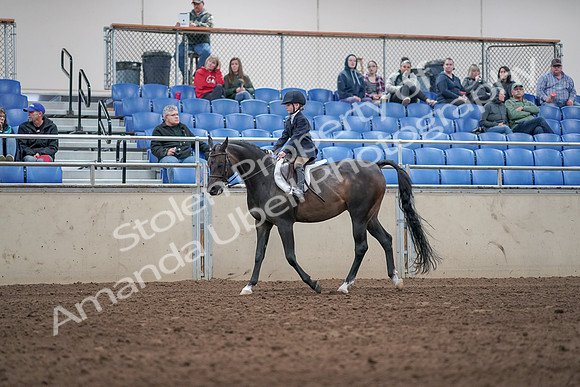 2019 Morgan Horse Show - Aug 31, 2019 - 19501