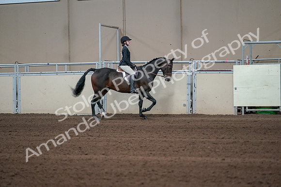 2019 Morgan Horse Show - Sept 01, 2019 - 03792