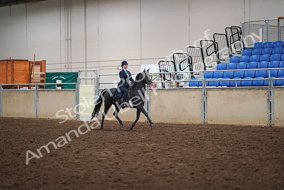 2019 Morgan Horse Show - Aug 30, 2019 - 12361