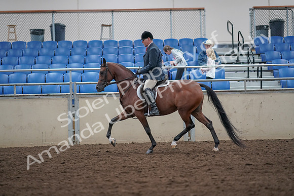 2019 Morgan Horse Show - Aug 31, 2019 - 14959