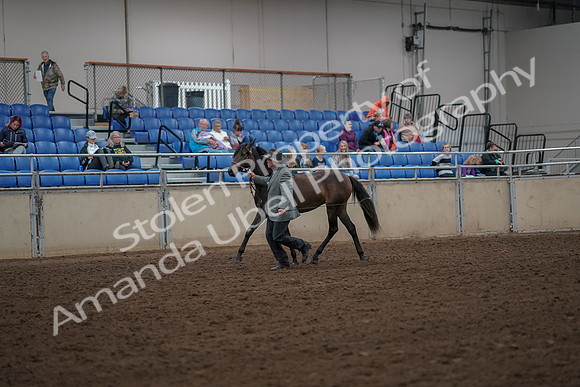 2019 Morgan Horse Show - Aug 30, 2019 - 25675