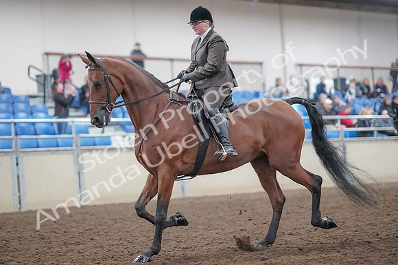 2019 Morgan Horse Show - Aug 31, 2019 - 14653