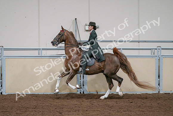 2020 - AB Morgan Horse - Sat, Sept 05 - 13064