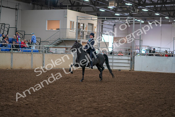 2019 Morgan Horse Show - Aug 30, 2019 - 12156