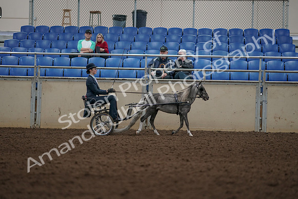 2019 Morgan Horse Show - Aug 31, 2019 - 04430