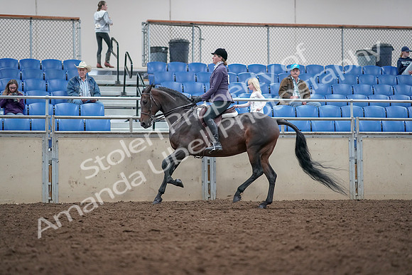 2019 Morgan Horse Show - Aug 31, 2019 - 15046