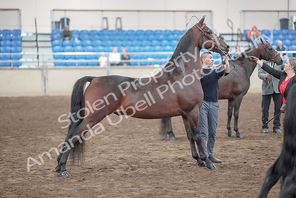 2019 Morgan Horse Show - Aug 31, 2019 - 03723