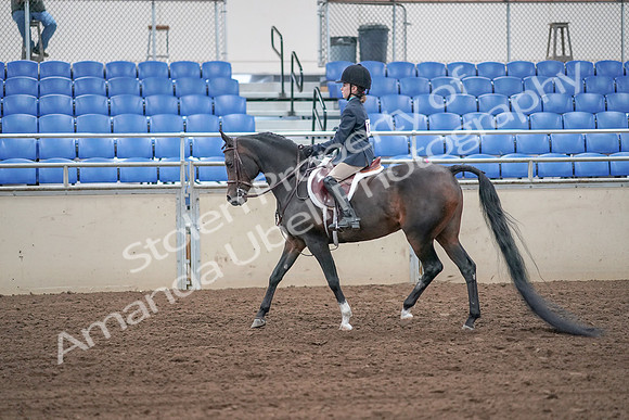 2019 Morgan Horse Show - Sept 01, 2019 - 05489