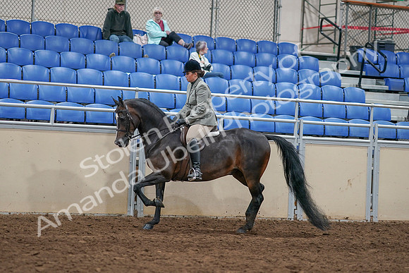 2020 - AB Morgan Horse - Sat, Sept 05 - 14335