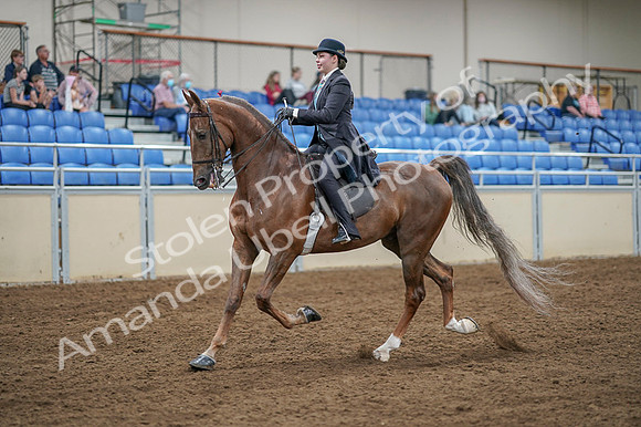 2020 - AB Morgan Horse - Fri, Sept 04 - 11095