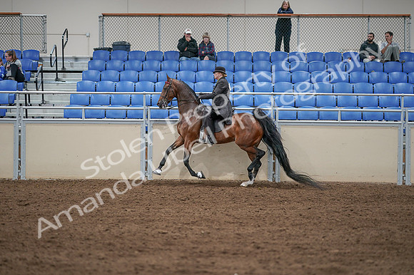 2020 - AB Morgan Horse - Fri, Sept 04 - 09646