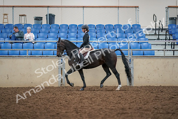 2019 Morgan Horse Show - Aug 30, 2019 - 23189