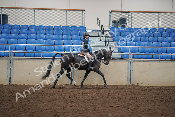 2019 Morgan Horse Show - Aug 30, 2019 - 12462