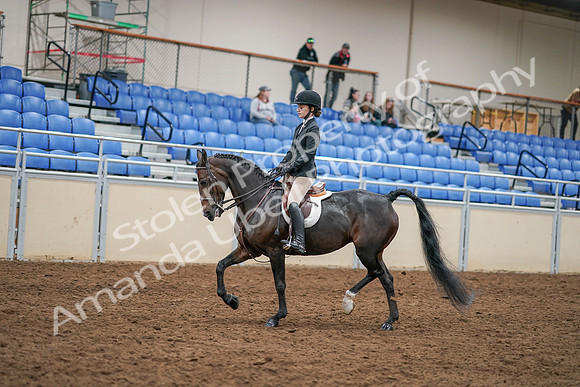2020 - AB Morgan Horse - Sat, Sept 05 - 14281