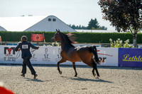 126A - Arabian Stallions 2 & 3 Yr Old Jackpot