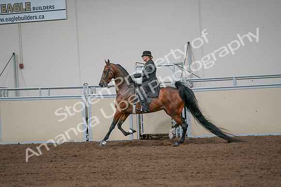 2020 - AB Morgan Horse - Fri, Sept 04 - 09670
