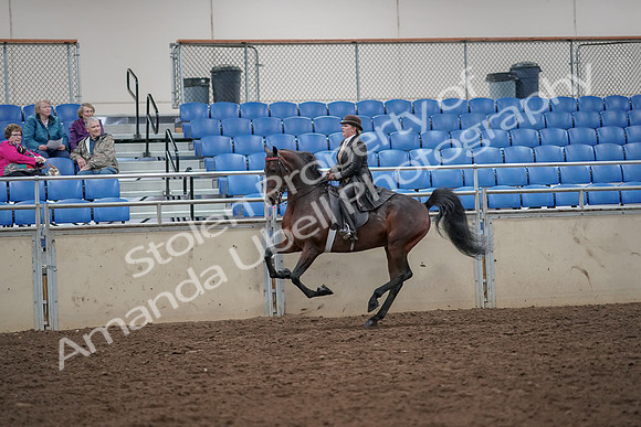 2019 Morgan Horse Show - Aug 30, 2019 - 28016