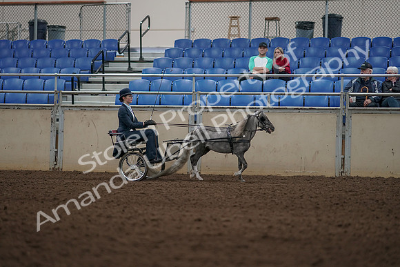 2019 Morgan Horse Show - Aug 31, 2019 - 04407
