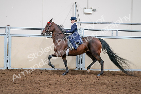2020 - AB Morgan Horse - Sat, Sept 05 - 04818