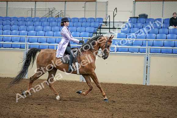 2020 - AB Morgan Horse - Fri, Sept 04 - 05188