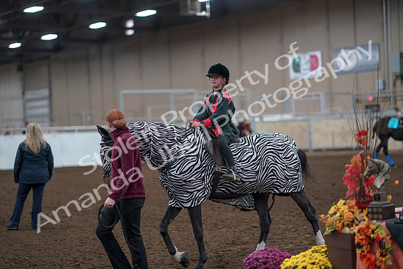 2019 Morgan Horse Show - Aug 31, 2019 - 10045