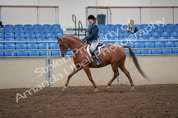 2019 Morgan Horse Show - Aug 30, 2019 - 16190