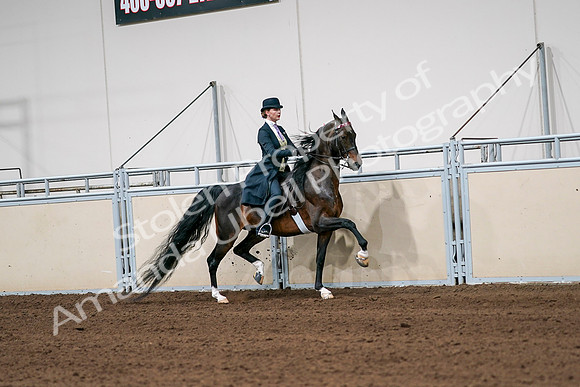 2020 - AB Morgan Horse - Sat, Sept 05 - 06394