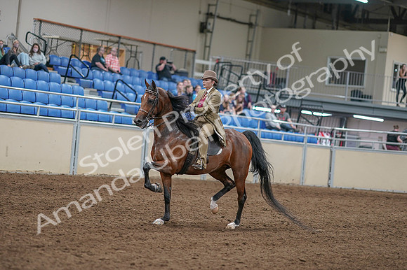 2020 - AB Morgan Horse - Fri, Sept 04 - 11405