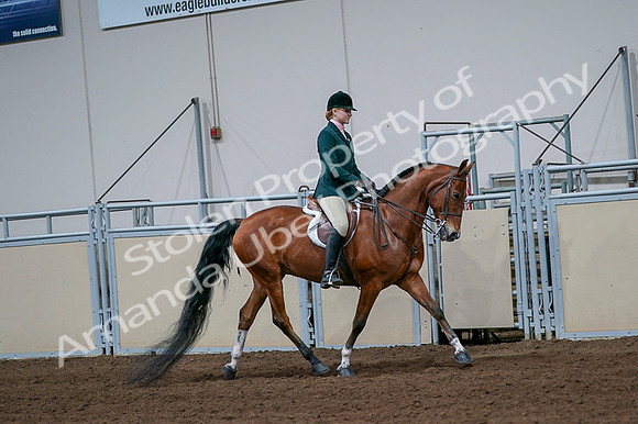 2020 - AB Morgan Horse - Fri, Sept 04 - 01726