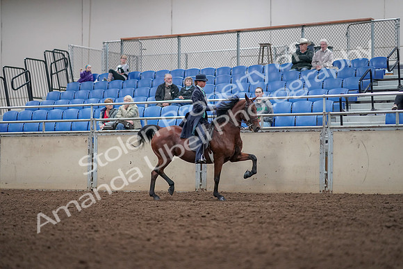 2019 Morgan Horse Show - Aug 31, 2019 - 09529