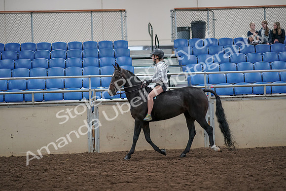 2019 Morgan Horse Show - Aug 30, 2019 - 31048