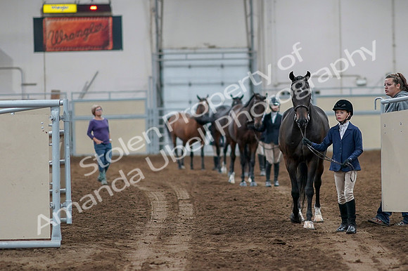 2020 - AB Morgan Horse - Fri, Sept 04 - 00721