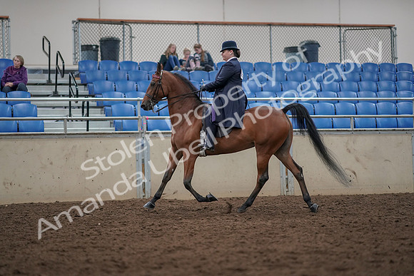 2019 Morgan Horse Show - Aug 30, 2019 - 28362