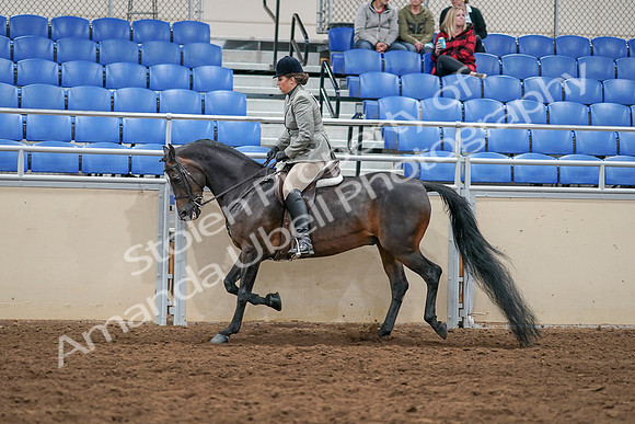 2020 - AB Morgan Horse - Sat, Sept 05 - 14497