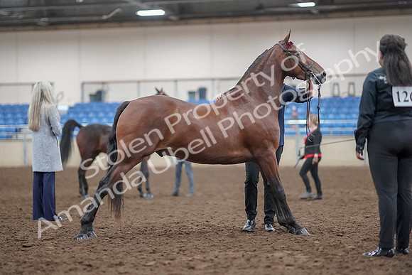 2019 Morgan Horse Show - Aug 31, 2019 - 01381