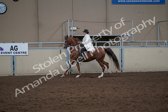 2019 Morgan Horse Show - Aug 31, 2019 - 17912